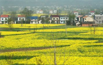 春风又绿江南岸，绿柳才黄半未匀